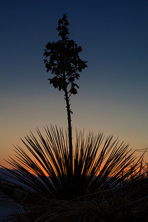 Yucca Sunset