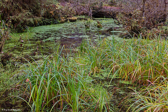 A Walk in the Hoh Rainforest 5 copy