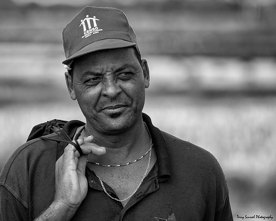 Rice Farmer