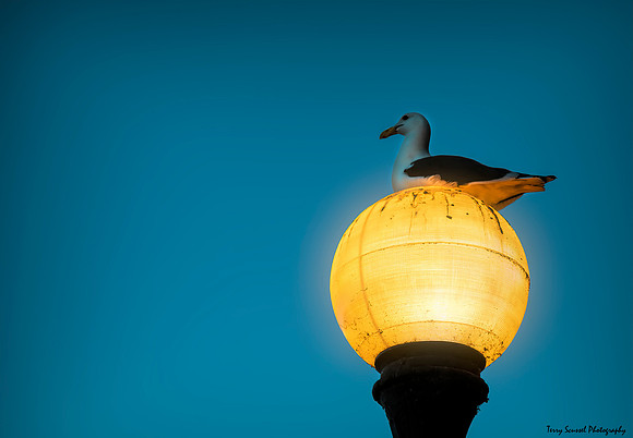 Seagul on Light Ball