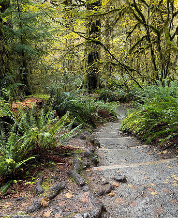 Hoh Rainforest 13 copy