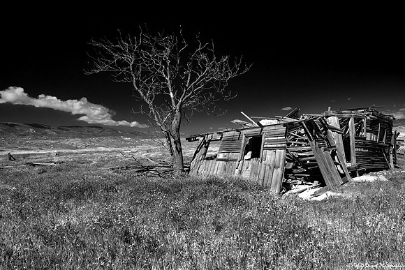 CA Fixer-Upper with Mature Tree - Carrizo copy
