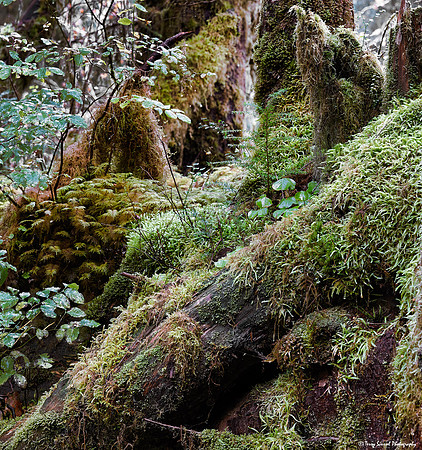 Hoh Rainforest 6 copy