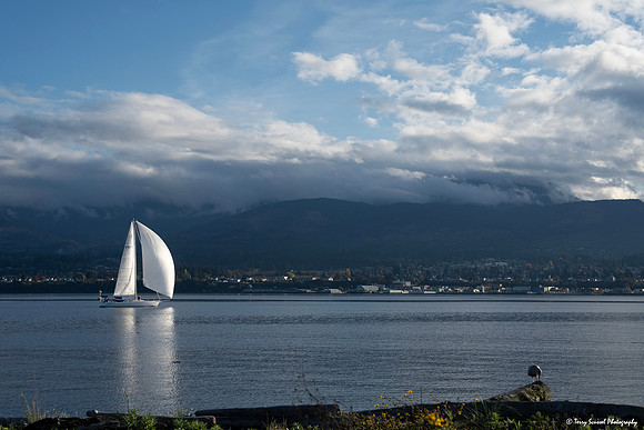 Spinnaker Sailing, Port Angeles Harbor copy