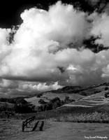 Vineyard Hills (B-W)