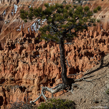 Limber Pine on the Bryce Rim Trail