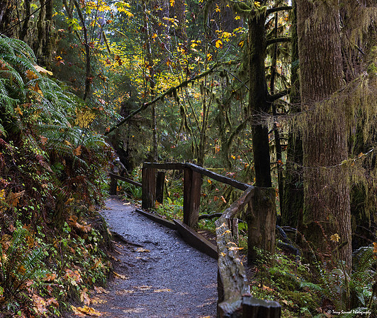 Hoh Rainforest 15 copy