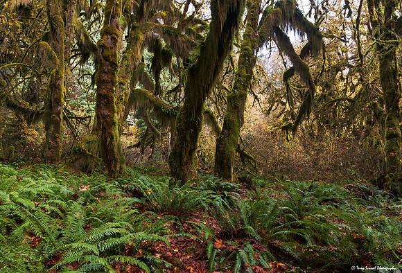 Hoh Rainforest 14 copy
