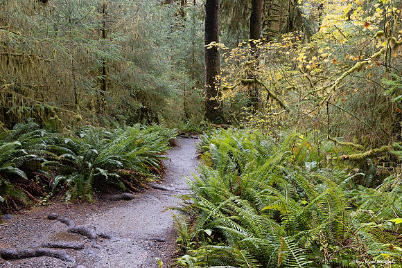 A Walk in the Hoh Rainforest 2 copy