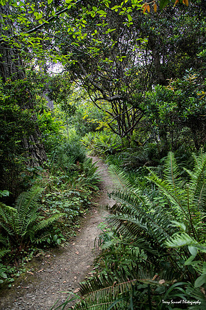 Fern Canyon Trail, Mendocino Botanical Gardens