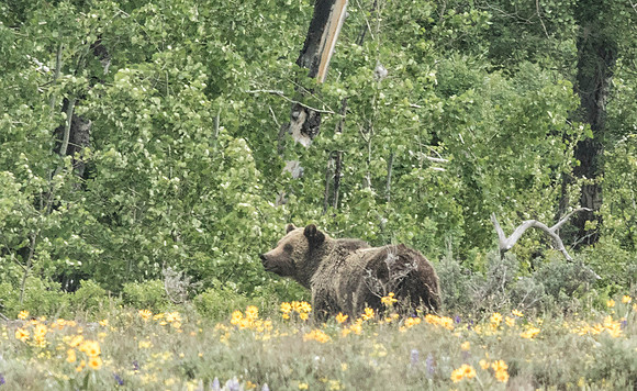 Grizzly 399