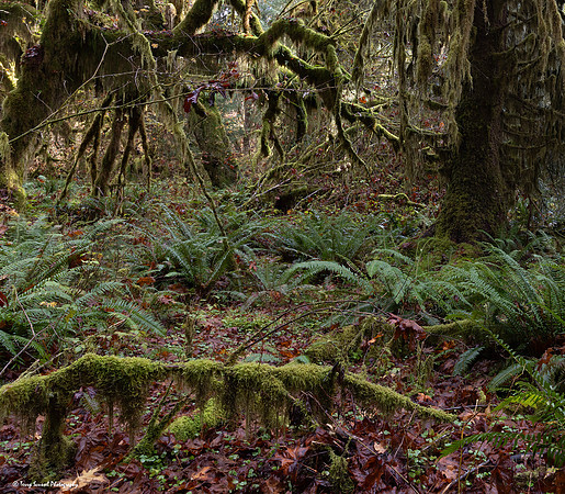 A Walk in the Hoh Rainforest Hall of Mosses 4 copy