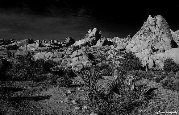 Jumbo Rocks 1