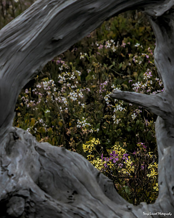 Wildflowers, Glass Beach 1