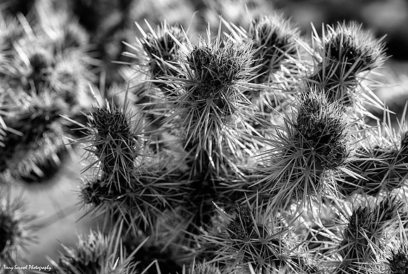 Cholla Cactus B&W 1