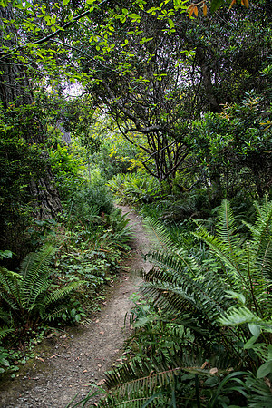 Fern Canyon Trail, Mendocino Botanical Gardens