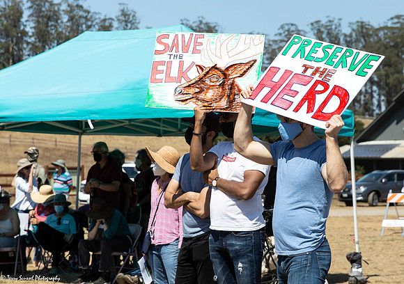 Save the Elk, Pt Reyes 29 (Terry Scussel)