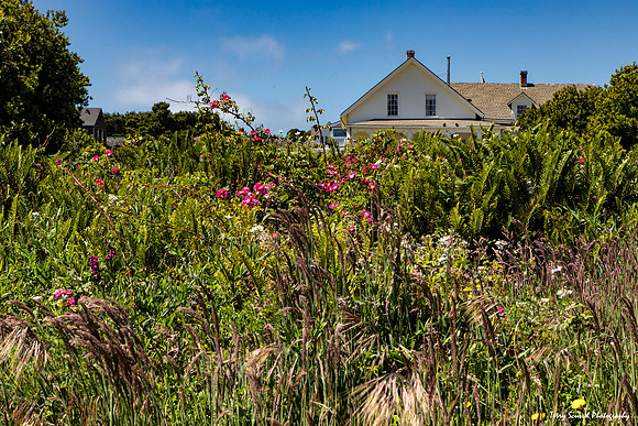 Wildflowers, Mendocino Headlands Bluff