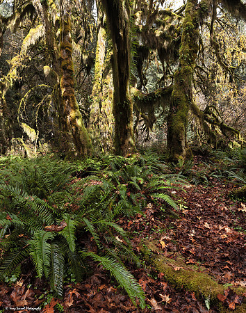 Hoh Rainforest 2 copy