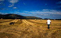 Man, Dog and Hay Bales