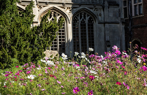 Cambridge Daisies