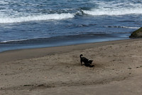 Digging for Gold, Ocean Beach