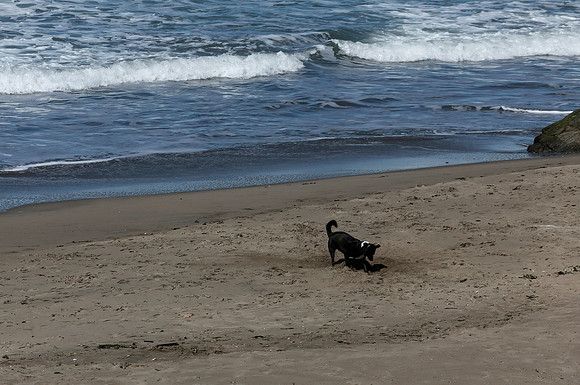 Digging for Gold, Ocean Beach