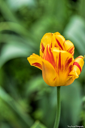 Tulip Patch 12