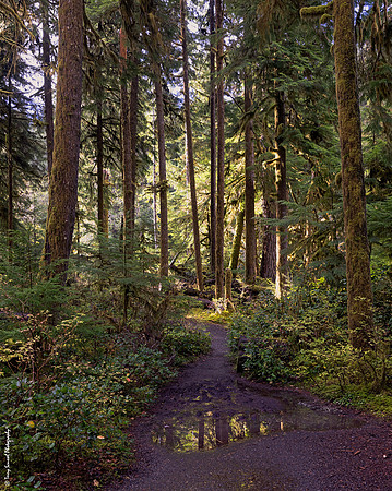 A Walk in the Hoh Rainforest 1 copy