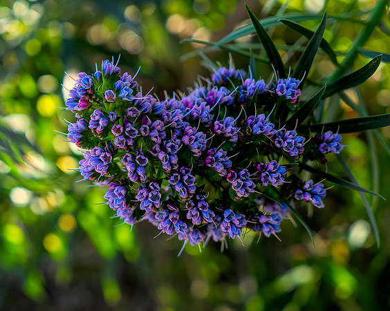 Flower 1