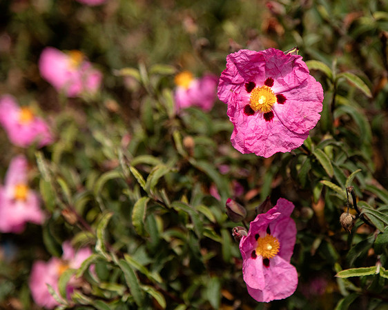 Flower 3
