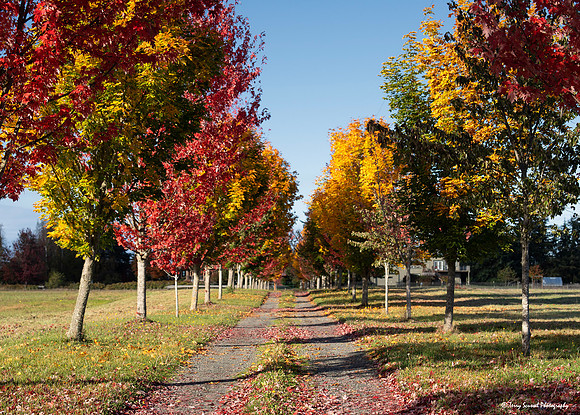 Fall Color, Sequim WA copy