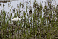 Snowy Egret 1