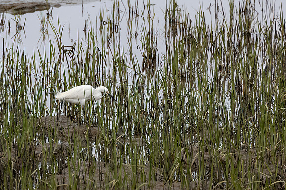 Snowy Egret 1