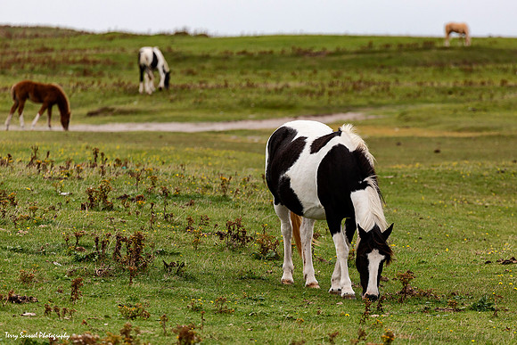 Irish Country Side 9