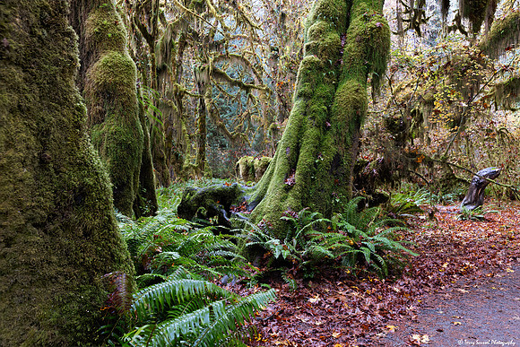 Hoh Rainforest 5 copy