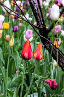 Tulip Patch 11