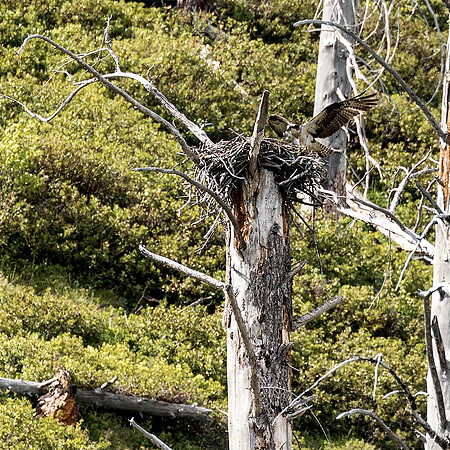 Osprey coming in for a landing - Jenny Lake