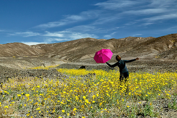 Death Valley - Flowers 1