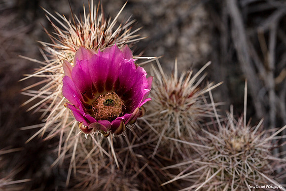 Barrell Cactus in Bloom 2