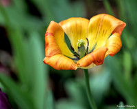 Tulip Patch 10