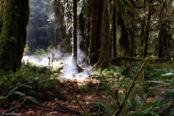 Hoh Rainforest 9 copy