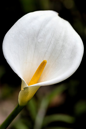 Calla Lily 1