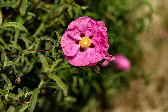 Flower 2