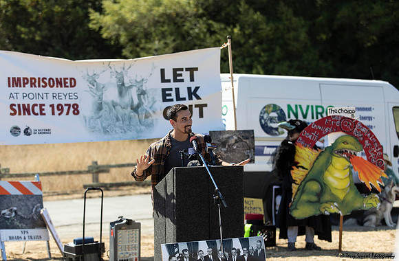 Save the Elk, Pt Reyes 14 (Terry Scussel)
