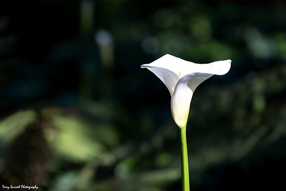 Calla Lily in Bloom 2 GGP (Terry Scussel)