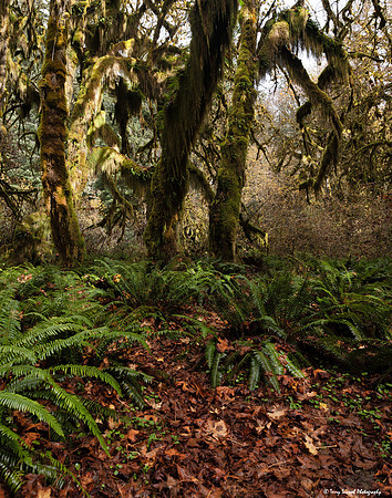 Hoh Rainforest 1 copy