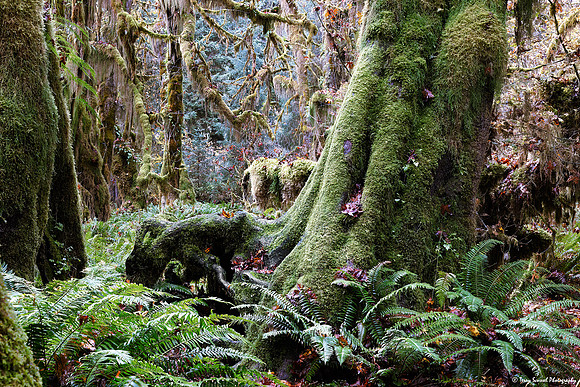 Hoh Rainforest 10 copy