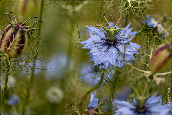 Love in Mist 2, Mendocino Coast Botanical Gardens copy