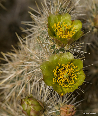 Cholla Cactus in Bloom - Copy